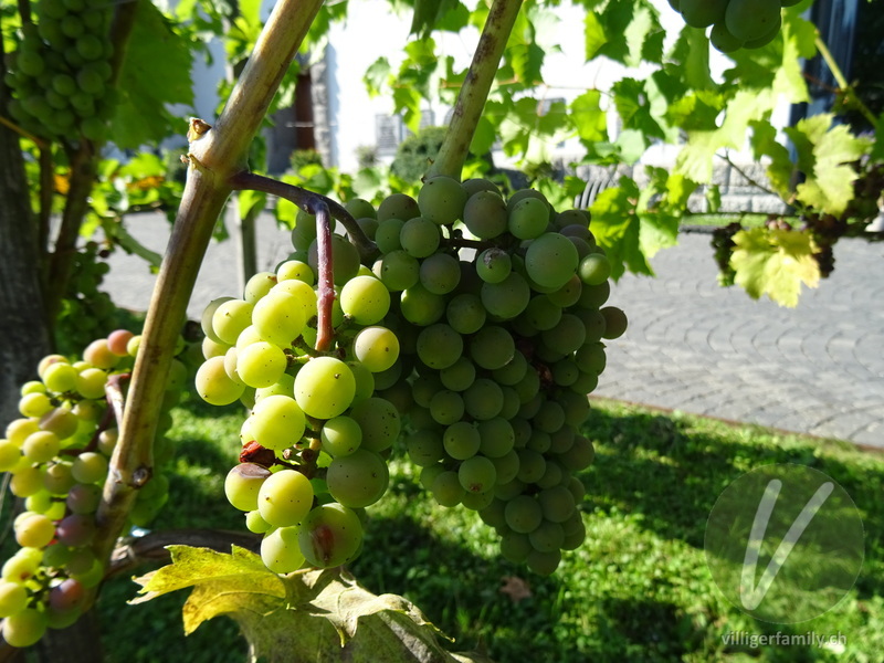 Europäische Weinrebe: Übersicht